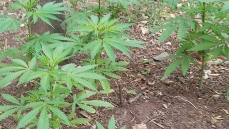 Buscaban una moto robada y encontraron 80 plantines de marihuana