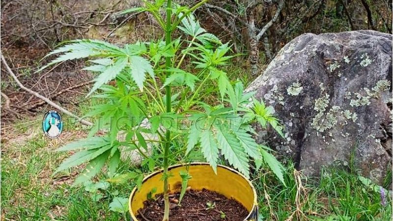 Secuestran 80 plantas de marihuana en la ruta 4