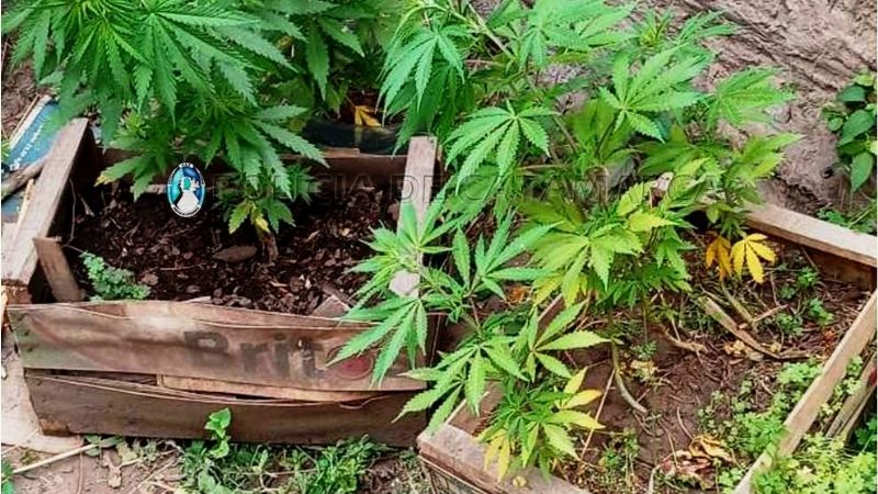 Secuestran 80 plantas de marihuana en la ruta 4