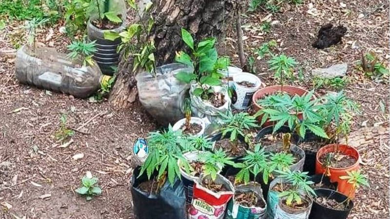 Secuestran 80 plantas de marihuana en la ruta 4