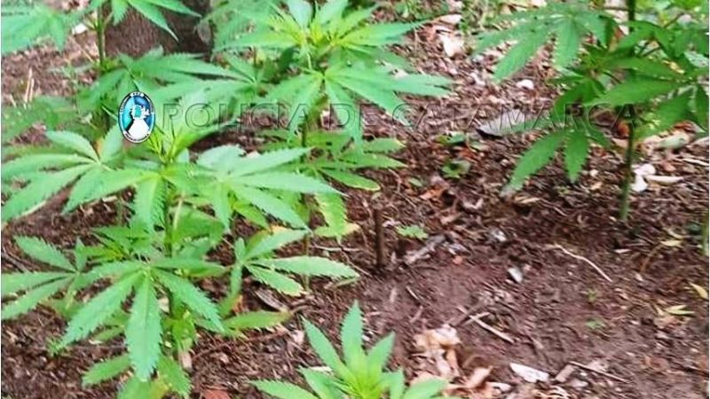 Secuestran 80 plantas de marihuana en la ruta 4