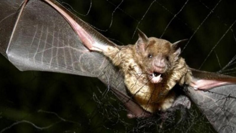 Descubrieron un virus muy similar al del coronavirus en murciélagos de Francia