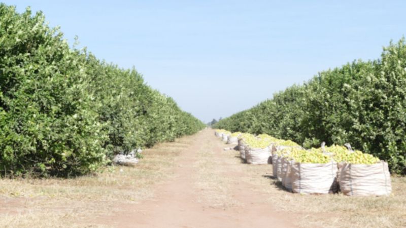 Juzgarán a capataz por abuso y acoso sexual a una trabajadora rural