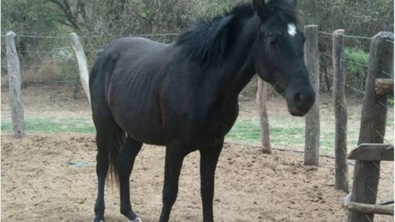 Secuestran tres animales sueltos en Valle Viejo