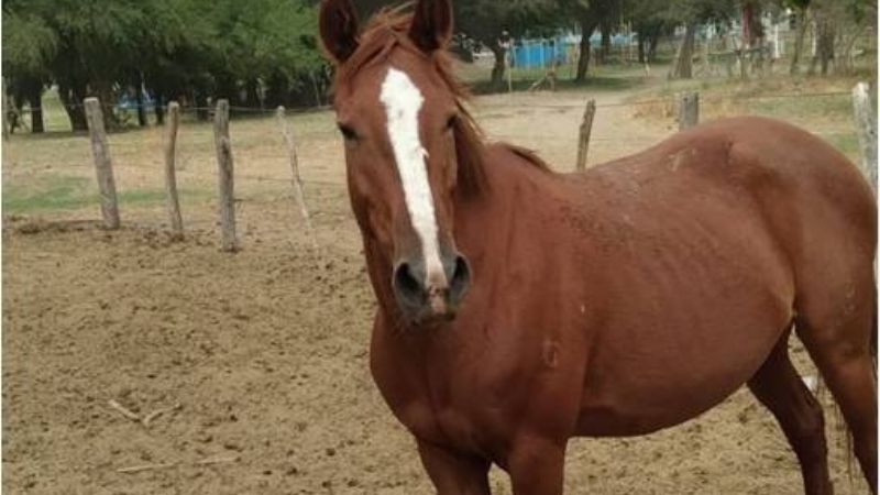 Secuestran tres animales sueltos en Valle Viejo