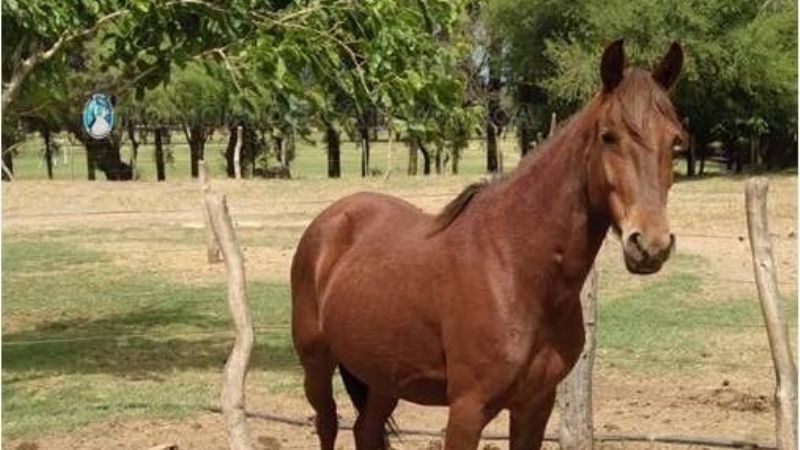 Secuestran tres animales sueltos en Valle Viejo