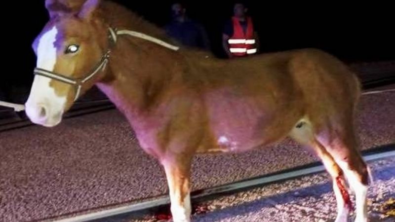 Secuestran un caballo suelto en Valle Viejo