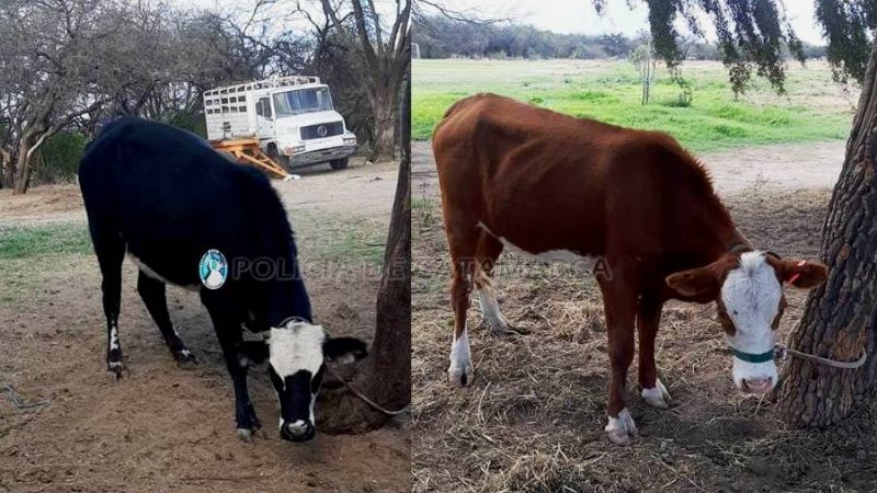 Secuestran animales sueltos en Valle Viejo