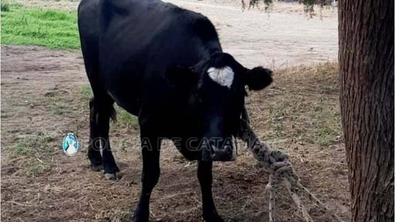 Secuestran animales sueltos en Valle Viejo