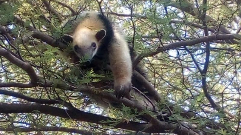 Encontró un oso melero en su casa
