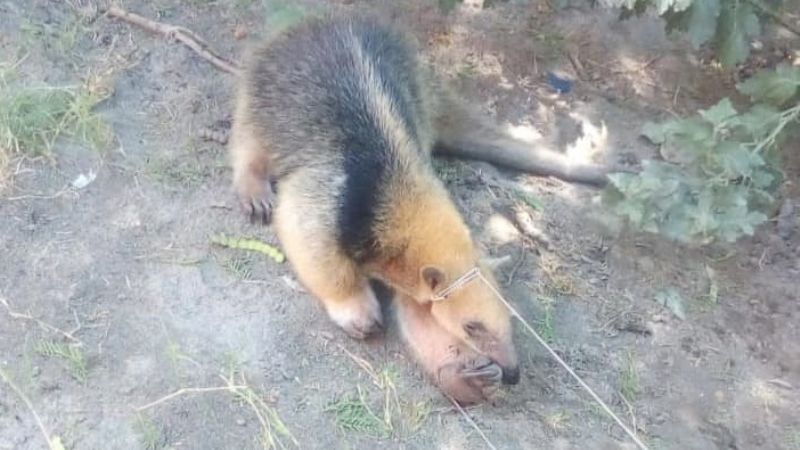 Encontró un oso melero en su casa