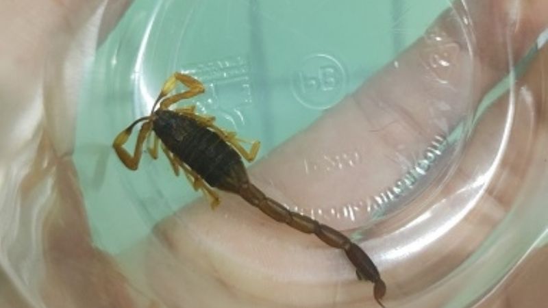 Animales ponzoñosos: cómo evitarlos y qué hacer ante una picadura