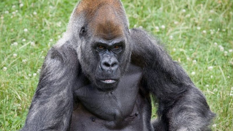 Murió el gorila macho más viejo del mundo