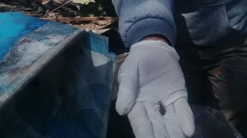 Chagas ¿Cómo se transmite?