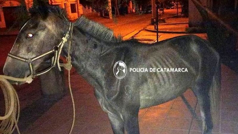 Secuestran un caballo suelto en la ciudad
