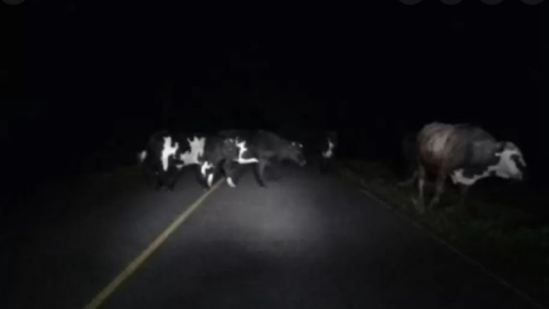 Ambulancia chocó contra un animal en Icaño