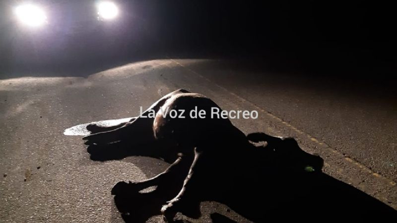 Chocó una ambulancia que trasladaba a una paciente con Covid