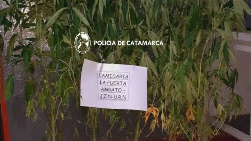 Secuestran plantas de marihuana en Ambato