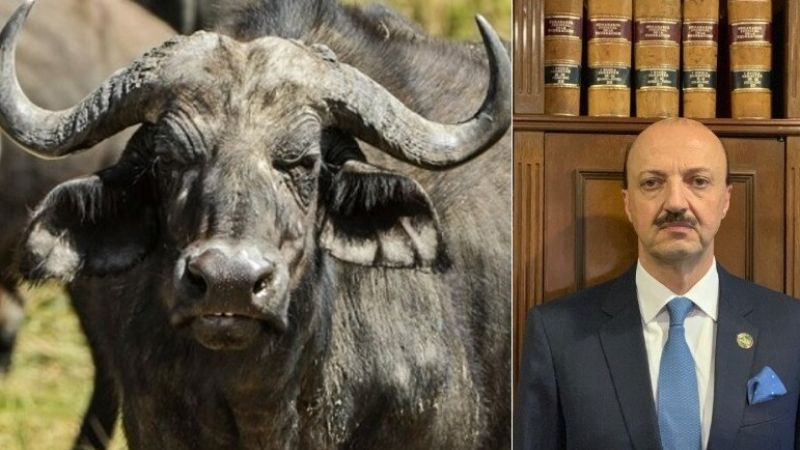 Un experto cazador mexicano fue embestido por un búfalo y murió