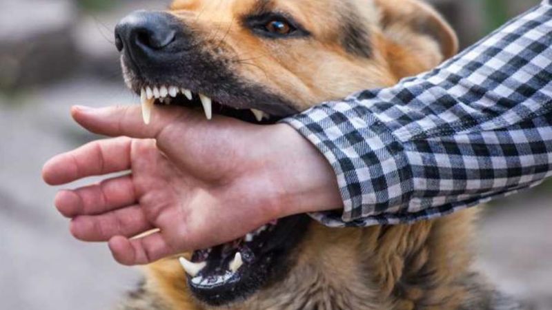 Le reclamó a su vecino que su perro lo mordió y lo mató de un disparo