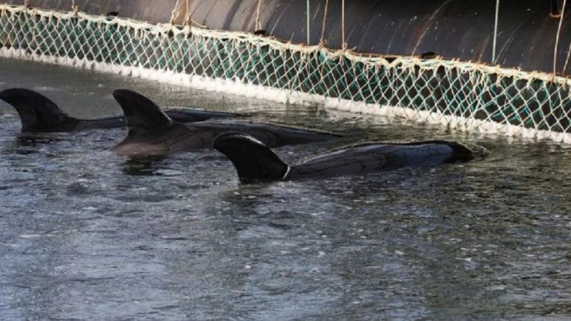 Buscan prohibir los espectáculos con animales marinos en cautiverio