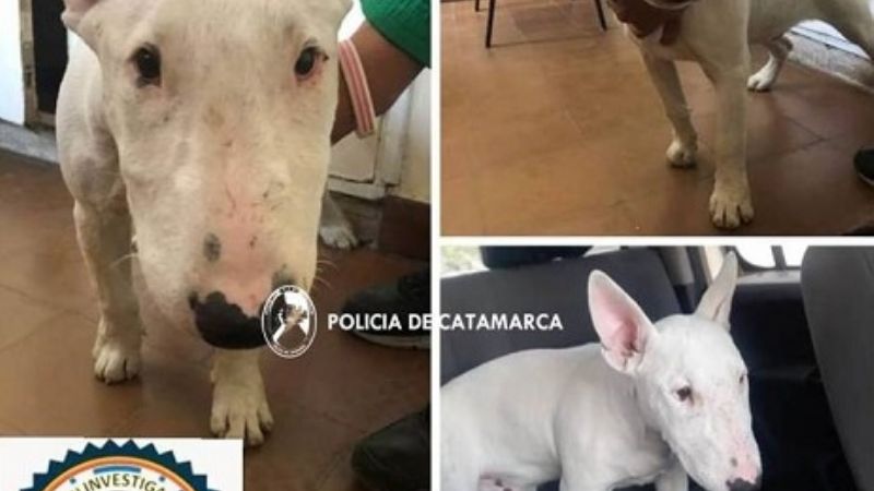 Le robaron el perrito a un abuelo