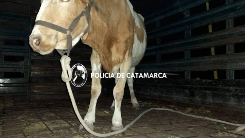 Operativo de Captura de Animales Sueltos en Huillapima