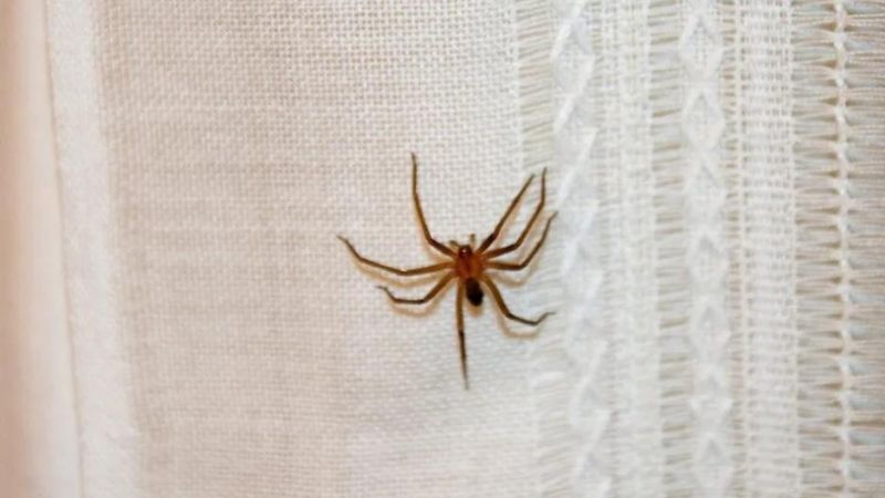 Una nena de un año y medio murió por la picadura de una "araña del rincón"