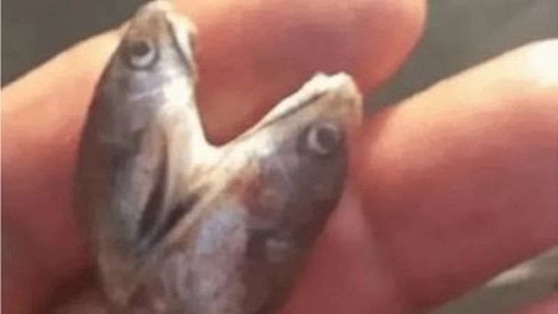 Miedo: Un hombre pescó una mojarra mutante
