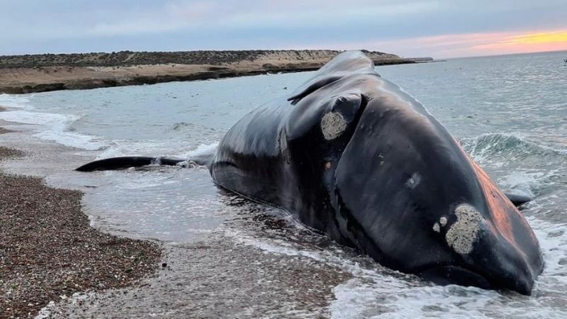 Revelan cuál fue la causa de la muerte de más de 30 ballenas en la Península Valdés