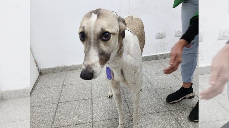 El fiscal que defiende a los galgueros