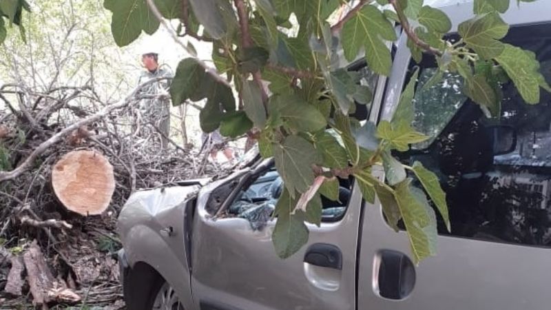 Árbol cayó sobre un vehículo