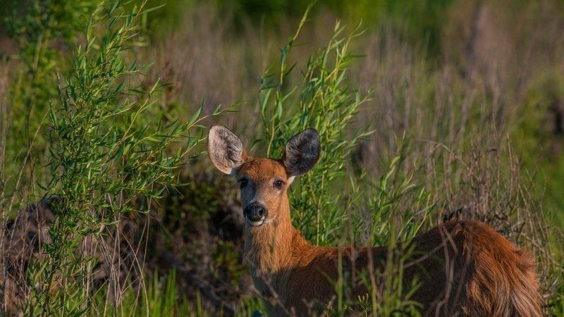 ¿Te sumarías a la prohibición de cotos de caza y de la caza “deportiva”?