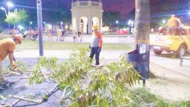 Cayó un árbol en La Alameda
