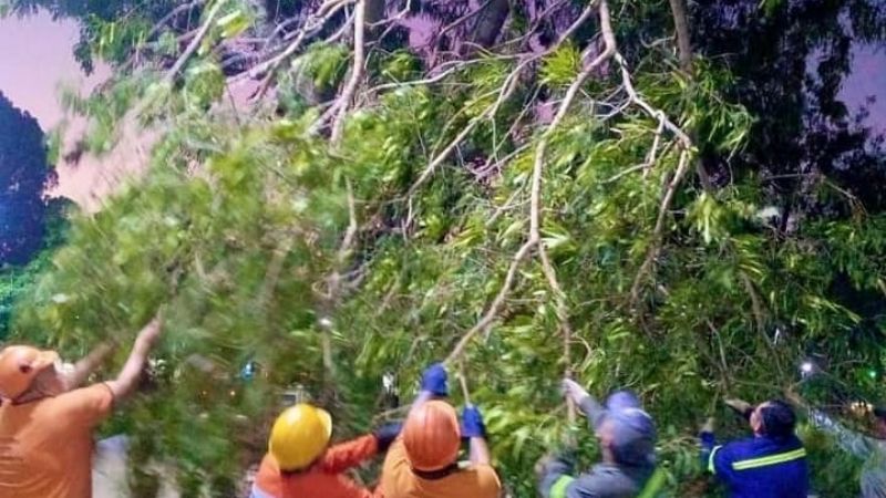 Cayó un árbol en La Alameda