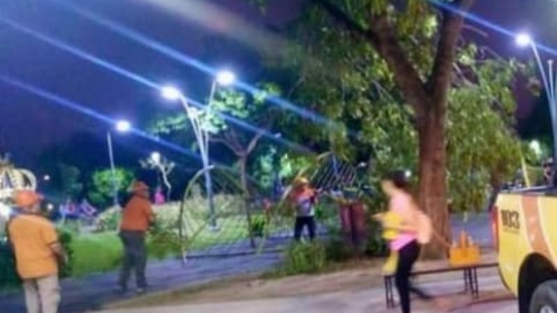 Cayó un árbol en La Alameda