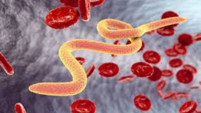 Campaña de prevención de parasitosis