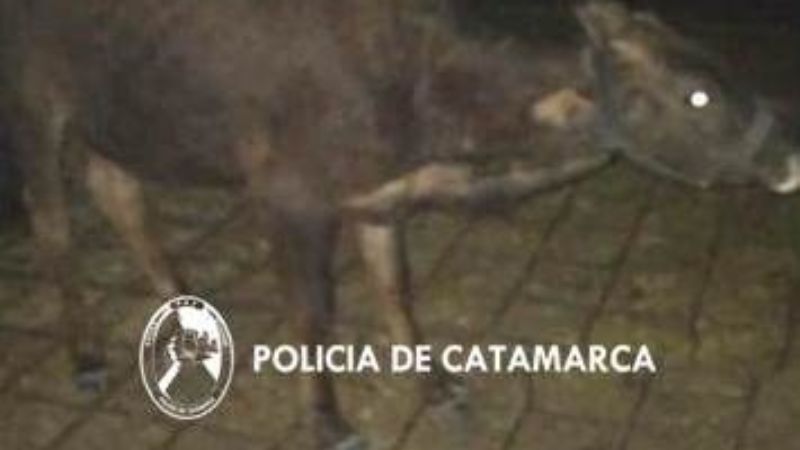 Secuestraron animales sueltos en La Paz