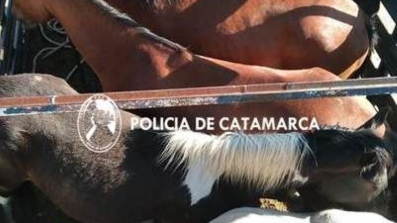 Secuestraron animales sueltos en La Paz
