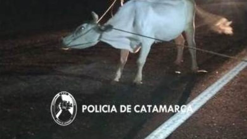 Secuestraron animales sueltos en La Paz