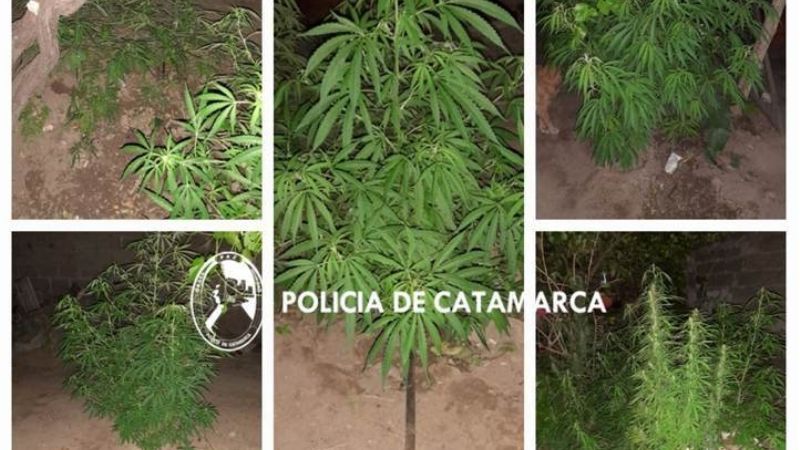 Secuestran 20 plantas de Marihuana en la Zona Norte