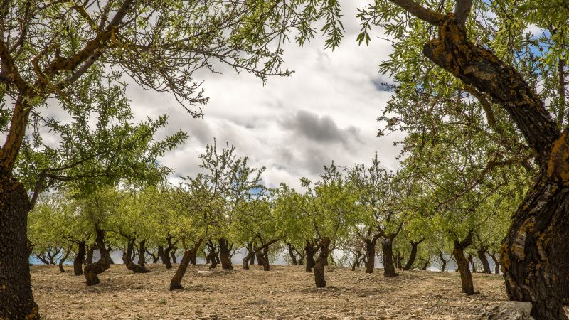 Webinario sobre elaboración de aceite de oliva