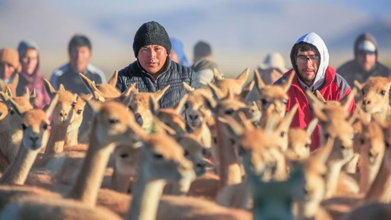 Se realizará el 2° Festival de la Vicuña en Laguna Blanca