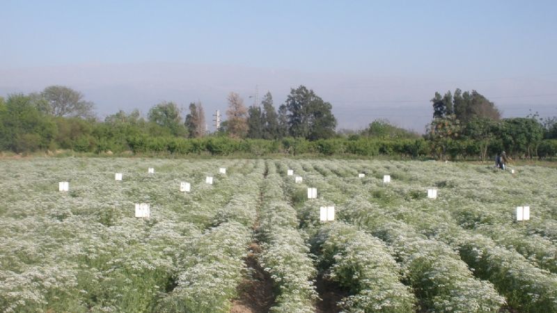 Catamarca tendrá una variedad de anís propia