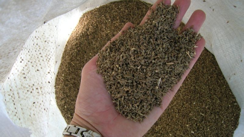 Catamarca tendrá una variedad de anís propia