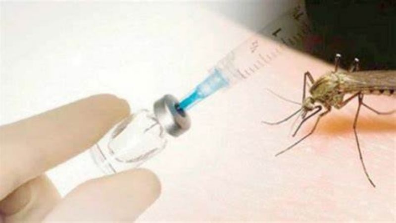 Dengue: cronograma semanal