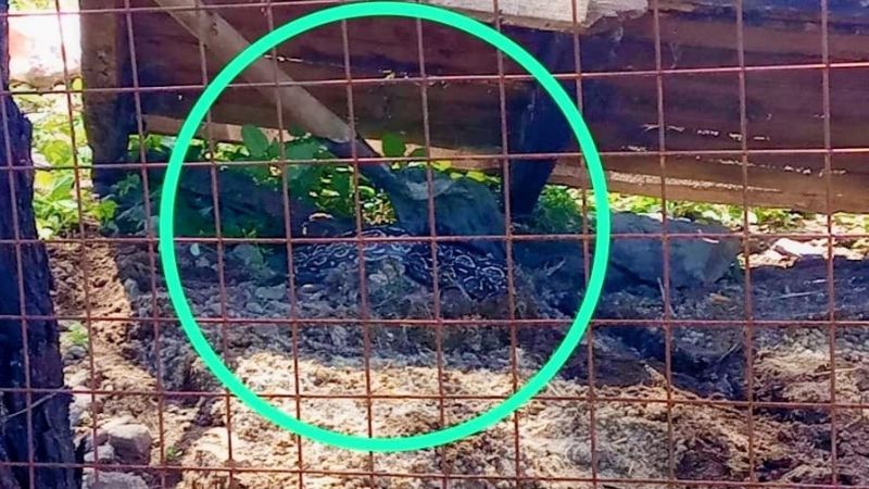 Rescataron una lampalagua