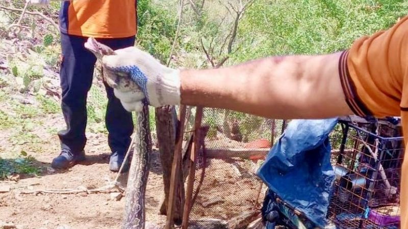 Rescataron una lampalagua