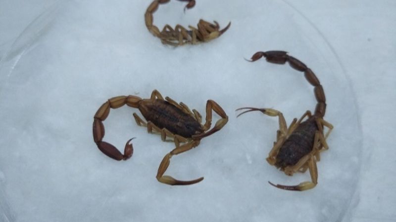 Zoonosis requiere de escorpiones para la producción de antídotos