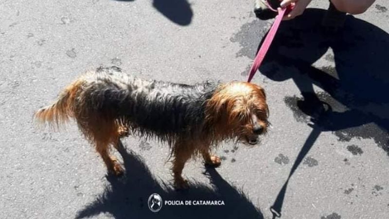 Policías rescataron un perrito que cayó al dique El Jumeal